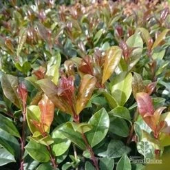 Syzygium Resilience - Lilly Pilly -Outdoor Garden Care apo resilience new leaf colour