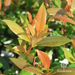 Syzygium Resilience - Lilly Pilly -Outdoor Garden Care apo resilience new leaves