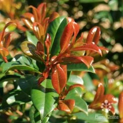 Syzygium Resilience - Lilly Pilly -Outdoor Garden Care apo resilience new orange leaf