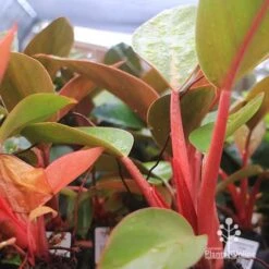 Philodendron Rojo Congo 14 Philodendron Rojo Congo -Outdoor Garden Care apo rojo congo pink stems tubestock