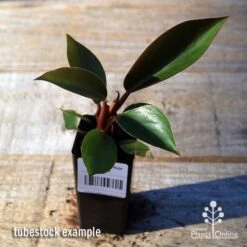 Philodendron Rojo Congo 12 Philodendron Rojo Congo -Outdoor Garden Care apo rojo congo tubestock top