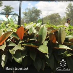 Philodendron Rojo Congo 15 Philodendron Rojo Congo -Outdoor Garden Care apo rojo march