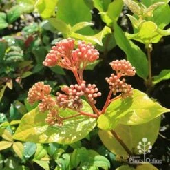 Rondeletia Amoena -Outdoor Garden Care apo rondeletia amoena buds july