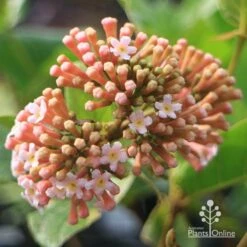 Rondeletia Amoena -Outdoor Garden Care apo rondeletia amoena buds opening