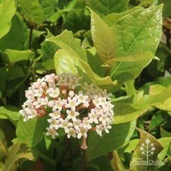 Rondeletia Amoena -Outdoor Garden Care apo rondeletia amoena flower leaf
