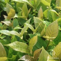 Rondeletia Amoena -Outdoor Garden Care apo rondeletia amoena foliage