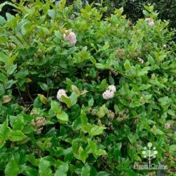Rondeletia Amoena -Outdoor Garden Care apo rondeletia amoena hedging