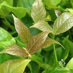 Rondeletia Amoena -Outdoor Garden Care apo rondeletia amoena new bronze leaf colour