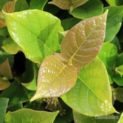 Rondeletia Amoena -Outdoor Garden Care apo rondeletia amoena new leaf colour