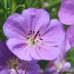 Geranium Rozanne 13 Geranium Rozanne -Outdoor Garden Care apo roseanne geranium close