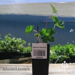 Geranium Rozanne 11 Geranium Rozanne -Outdoor Garden Care apo rozanne tubestock