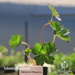 Geranium Rozanne 15 Geranium Rozanne -Outdoor Garden Care apo rozanne tubestock closer