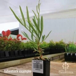 Grevillea Sandra Gordon -Outdoor Garden Care apo sandra gordon grevillea tubestock