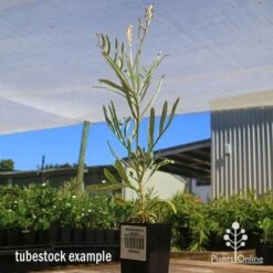 Grevillea Sandra Gordon -Outdoor Garden Care apo sandra gordon grevillea tubestock 1