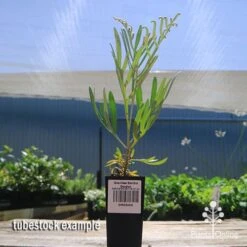 Grevillea Sandra Gordon -Outdoor Garden Care apo sandra gordon tubestock 1