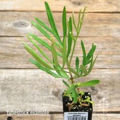 Grevillea Sandra Gordon -Outdoor Garden Care apo sandra gordon tubestock