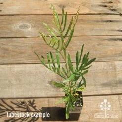 Grevillea Sandra Gordon -Outdoor Garden Care apo sandra gordon tubestock above