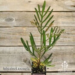 Grevillea Sandra Gordon -Outdoor Garden Care apo sandra gordon tubestock top