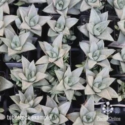 Haworthia Savanna - Succulent -Outdoor Garden Care apo savanna tubestocks