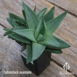 Haworthia Savanna - Succulent -Outdoor Garden Care apo savannah big size