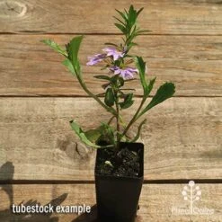 Scaevola Purple Fanfare - Fan Flower 9 Scaevola Purple Fanfare - Fan Flower -Outdoor Garden Care apo scaevola fanfare tubestock flowering