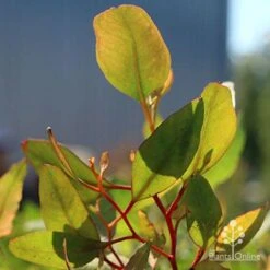 Eucalyptus Summer Scentsation - Flowering Gum 11 Eucalyptus Summer Scentsation - Flowering Gum -Outdoor Garden Care apo scentsation gum red stems