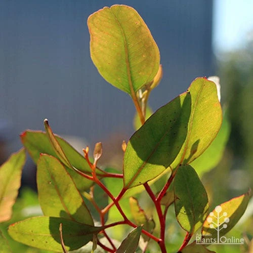 Eucalyptus Summer Scentsation - Flowering Gum 6 Eucalyptus Summer Scentsation - Flowering Gum - Image 6