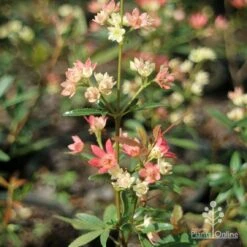 Ceratopetalum Shiraz - Christmas Bush 13 Ceratopetalum Shiraz - Christmas Bush -Outdoor Garden Care apo shiraz ceratopetalum true flowers