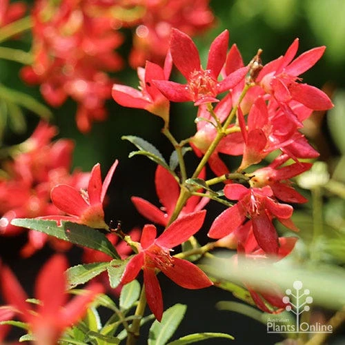 Ceratopetalum Shiraz - Christmas Bush 3 Ceratopetalum Shiraz - Christmas Bush - Image 3