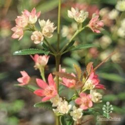 Ceratopetalum Shiraz - Christmas Bush 11 Ceratopetalum Shiraz - Christmas Bush -Outdoor Garden Care apo shiraz christmas bush true flowers