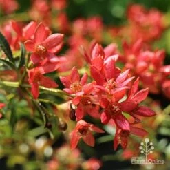 Ceratopetalum Shiraz - Christmas Bush