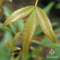 Ceratopetalum Shiraz - Christmas Bush 14 Ceratopetalum Shiraz - Christmas Bush -Outdoor Garden Care apo shiraz new leaf