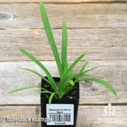 Agapanthus Silver Baby -Outdoor Garden Care apo silver baby tubestock