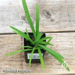 Agapanthus Silver Baby -Outdoor Garden Care apo silver baby tubestock top