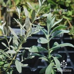 Eremophila Blue Horizon - Emu Bush -Outdoor Garden Care apo silver ball v blue horizon 1
