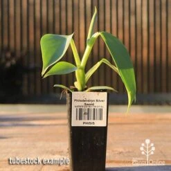 Philodendron Silver Sword -Outdoor Garden Care apo silver sword tubestock side