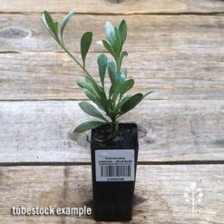 Convolvulus Cneorum - Silverbush 11 Convolvulus Cneorum - Silverbush -Outdoor Garden Care apo silverbush tubestock top