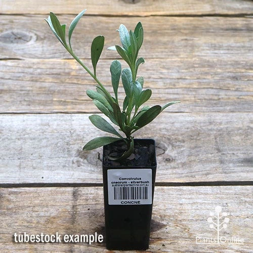 Convolvulus Cneorum - Silverbush 4 Convolvulus Cneorum - Silverbush - Image 4