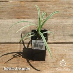 Liriope Silverlawn -Outdoor Garden Care apo silverlawn tubestock top