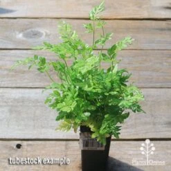 Pteris - Slender Brake Fern 14 Pteris - Slender Brake Fern -Outdoor Garden Care apo slender brake pteris tubetock