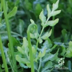 Pteris - Slender Brake Fern 20 Pteris - Slender Brake Fern -Outdoor Garden Care apo slender pteris curl