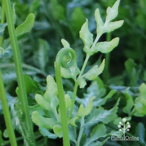 Pteris - Slender Brake Fern 10 Pteris - Slender Brake Fern - Image 10