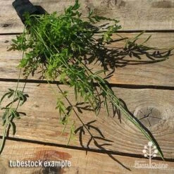 Pteris - Slender Brake Fern 19 Pteris - Slender Brake Fern -Outdoor Garden Care apo slender pteris tubestock flat