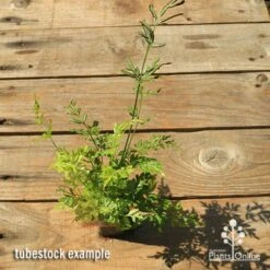 Pteris - Slender Brake Fern 21 Pteris - Slender Brake Fern -Outdoor Garden Care apo slender pteris tubestock top