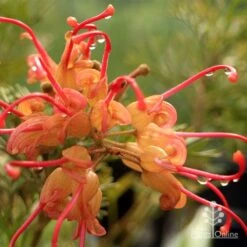 Grevillea Soopa Doopa 19 Grevillea Soopa Doopa -Outdoor Garden Care apo soopa doopa closeup