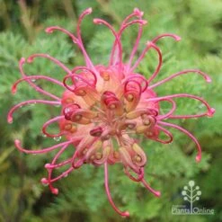 Grevillea Soopa Doopa 14 Grevillea Soopa Doopa -Outdoor Garden Care apo soopa doopa full open