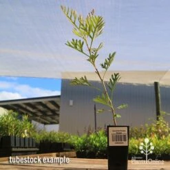 Grevillea Soopa Doopa 15 Grevillea Soopa Doopa -Outdoor Garden Care apo soopa doopa tubestock