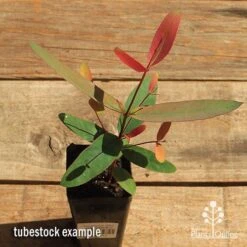 Eucalyptus Olida - Strawberry Gum -Outdoor Garden Care apo strawberry gum tubestock top