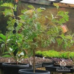 Grevillea Strawberry Pops -Outdoor Garden Care apo strawberry pops grevillea motherstock pot