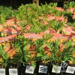 Grevillea Strawberry Pops -Outdoor Garden Care apo strawberry pops grrevillea tubestock branded